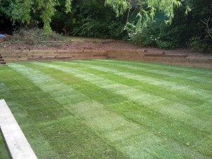 large lawn after