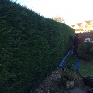 Large hedge trimming Bristol