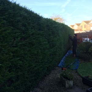 Large hedge trimming Bristol