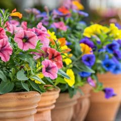 Rows of potted flowers with bright blooms in pink, yellow, blue, and purple adorn the planters. The terracotta pots create a colorful display on the new patio. Green leaves peek out beneath the vibrant petals, with a soft focus on the background.